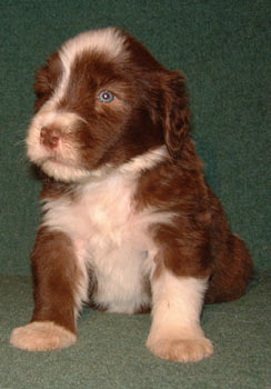 chien bearded collie