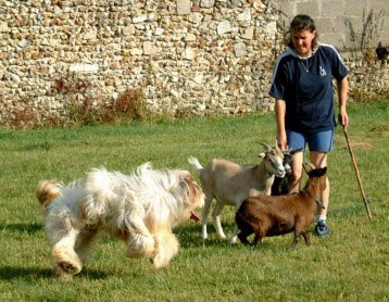 bearded collie chevre