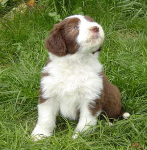 chien bearded collie herbe