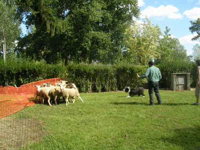 chien bearded collie chevre