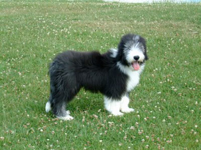 chien bearded collie