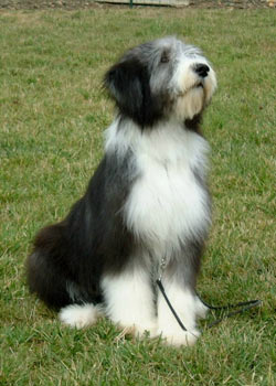 bearded collie chien