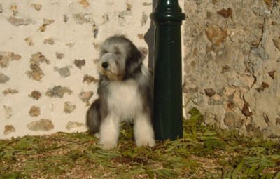 photo du bearded collie