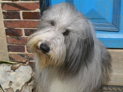chien bearded collie