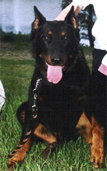 chien beauceron