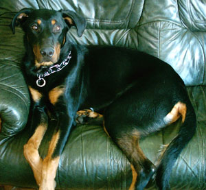 chien beauceron
