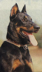 beauceron