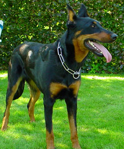 chien beauceron