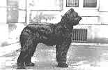 chien beauceron