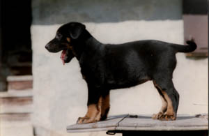 chien beauceron