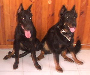 chien beauceron