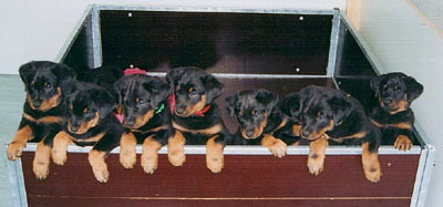 chien beauceron chiots