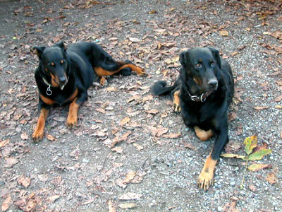 beauceron