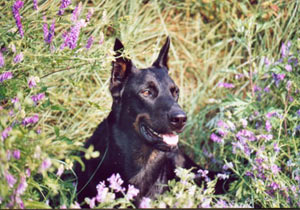 chien beauceron