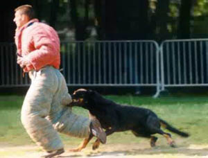 chien morsure beauceron