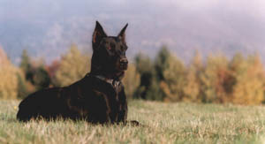 chien beauceron