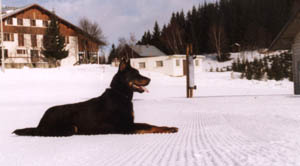 chien beauceron