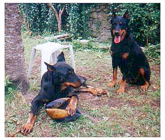 chien beauceron