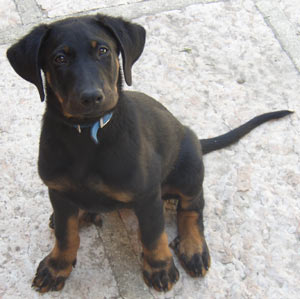 chien beauceron