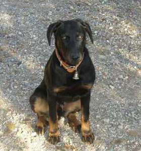 chien beauceron