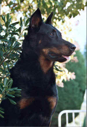 chien beauceron