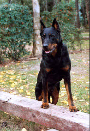chien beauceron