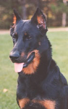 chien beauceron