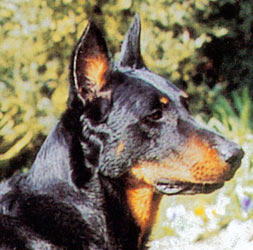 chien beauceron