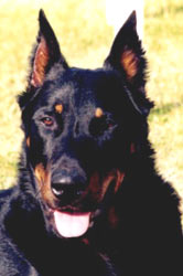 chien beauceron