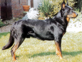 chien beauceron