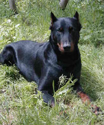 beauceron