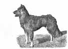 beauceron