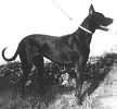 chien beauceron