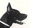 chien beauceron