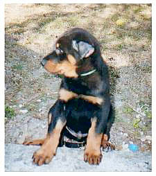chien beauceron