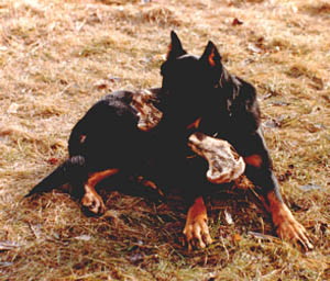 beauceron os