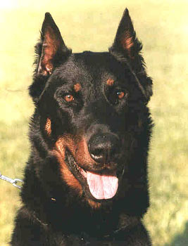 chien beauceron