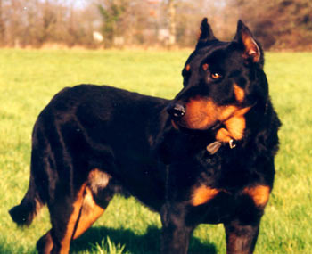 chien beauceron