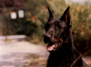 chien beauceron