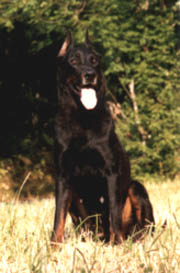 chien beauceron standard