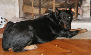 chien beauceron