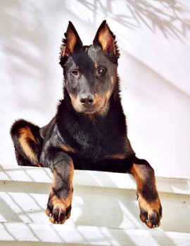 chien beauceron