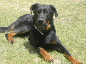 chien beauceron