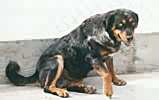 chien beauceron