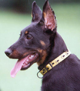 chien beauceron