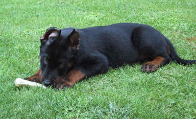 chien beauceron