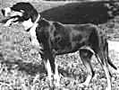 chien beauceron