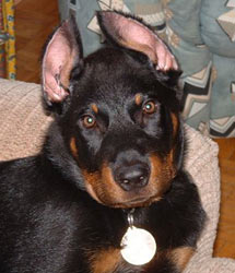 chien beauceron