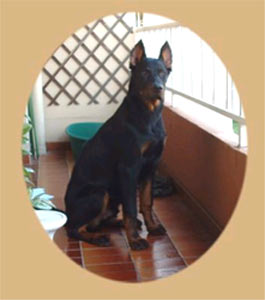 chien beauceron