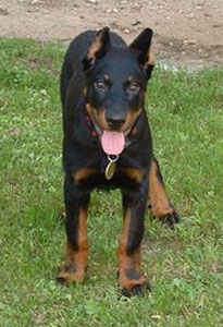 chien beauceron
